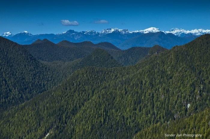 Temperate Rainforests of Clayoquot Sound