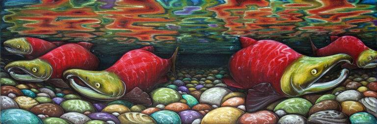 Spawning sockeye salmon by Claire Watson