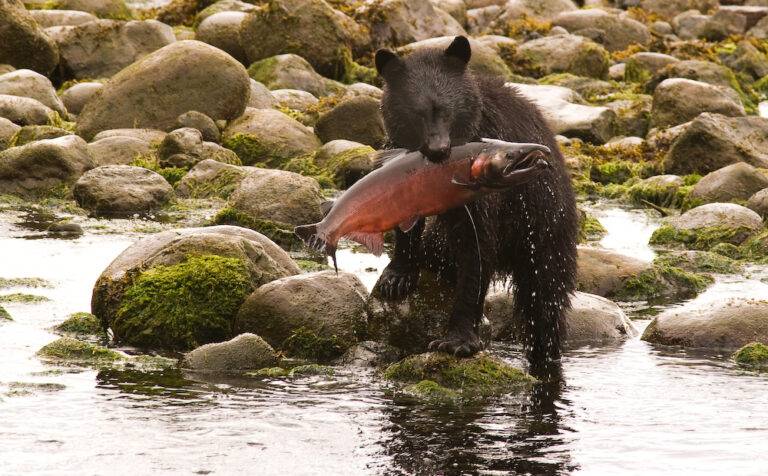 Wild salmon are crucial for west coast ecosystems, feeding bears, trees and people